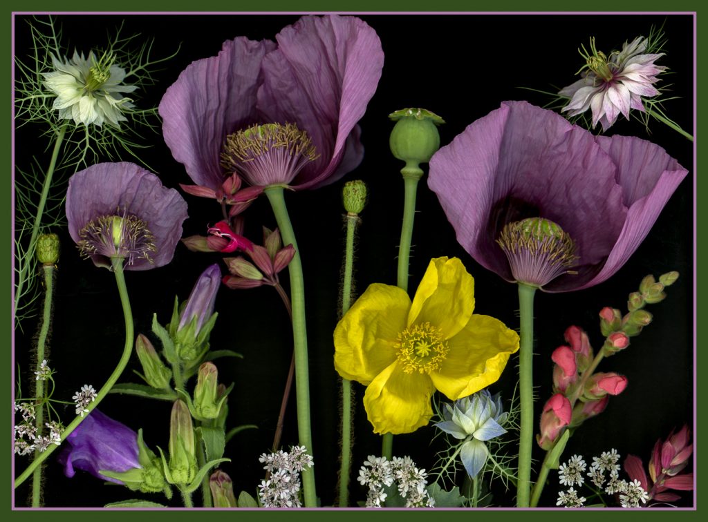 Garden Party - Alana Starkweather